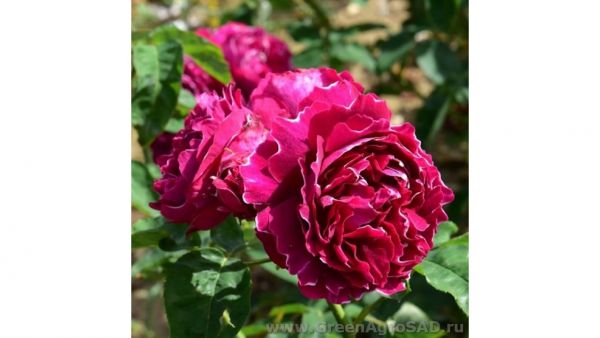 Роза кустовая Барон Жирон Де Лайон