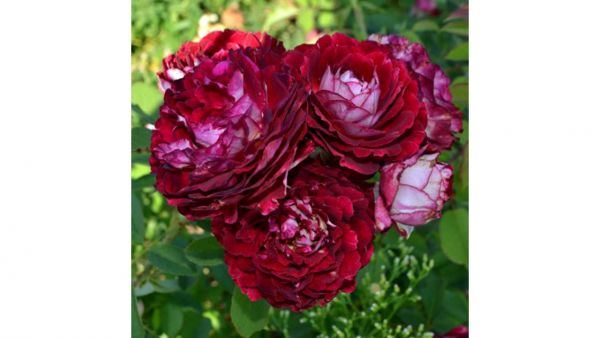 Роза кустовая Бель де Сегоза