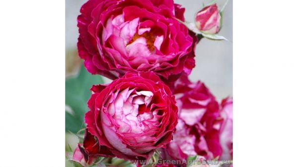 Роза кустовая Бель де Сегоза