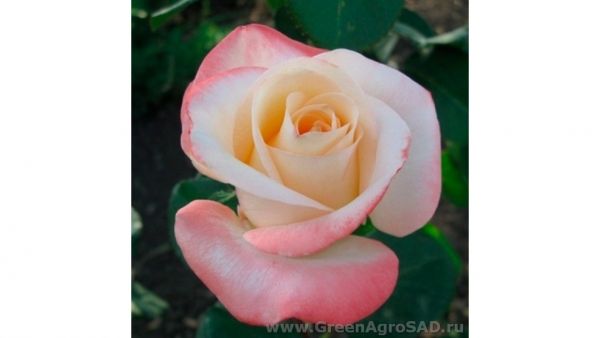 Роза чайно гибридная Белла перла