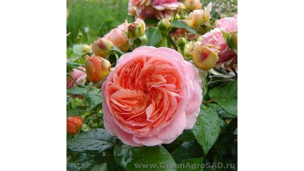Роза английская Чиппендейл