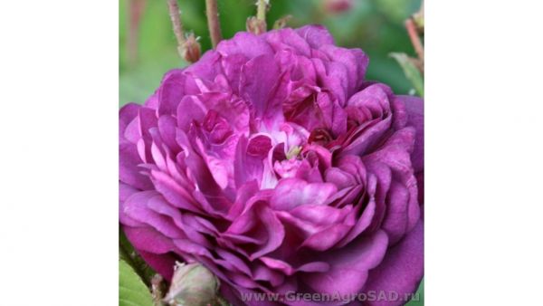 Роза кустовая Кардинал де Ришелье