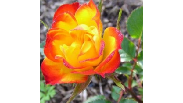 Роза бордюрная Колибри