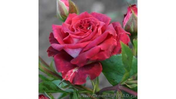 Роза миниатюрная Коричневая матова