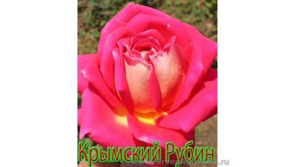 Роза чайно гибридная Крымский рубин