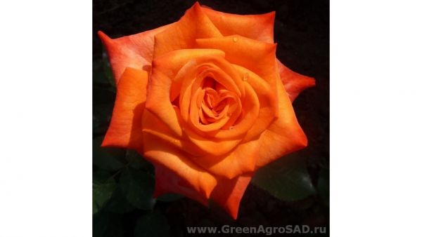 Роза чайно гибридная Наранга