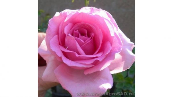 Роза чайно гибридная Присцилла