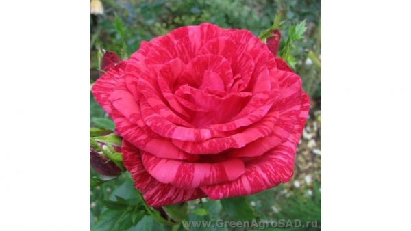 Роза чайно гибридная Ред Интуишн