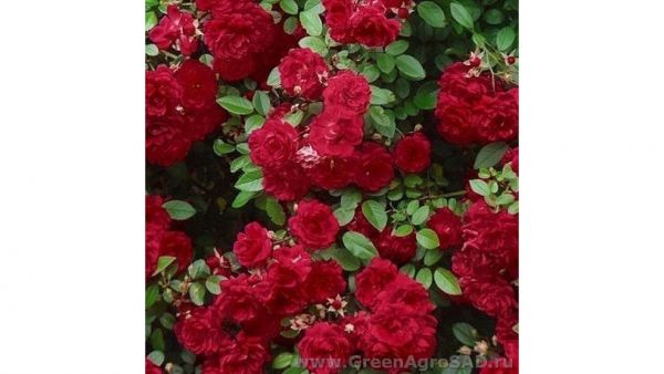 Роза миниатюрная Ред Каскад
