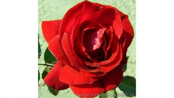 Роза плетистая Ред парфюм
