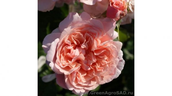 Роза кустовая Роз де Толбиак