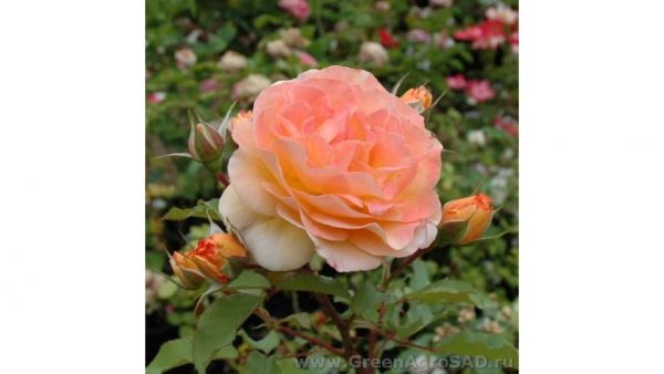 Роза кустовая  Роз де Жерберуа
