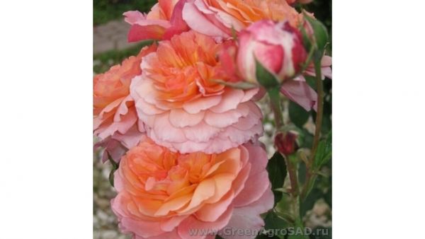 Роза кустовая  Роз де Жерберуа