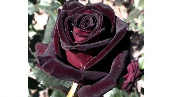 Роза плетистая Черная королева