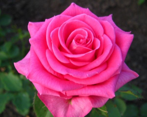 Роза Шакира