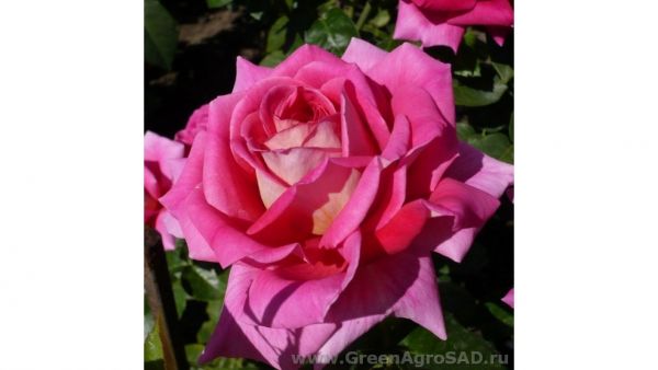 Роза чайно гибридная Шок Версилия